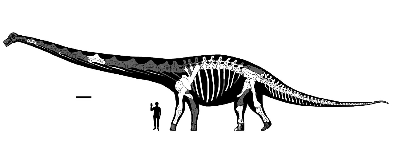 Image of Dreadnoughtus schrani