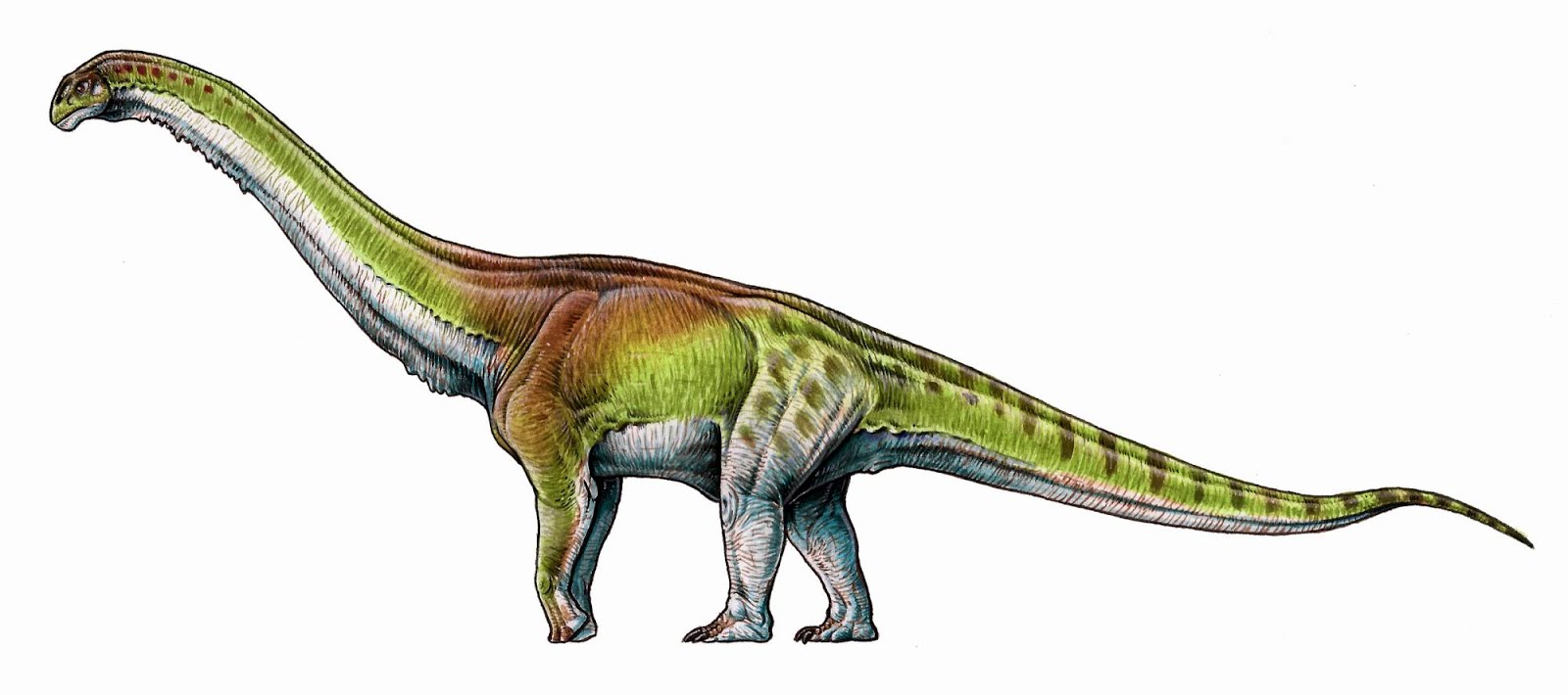 Image of Patagotitan mayorum