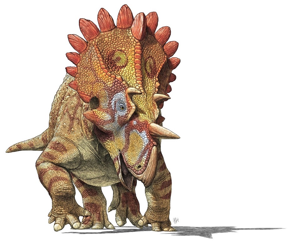 Regaliceratops peterhewsi | DinoData